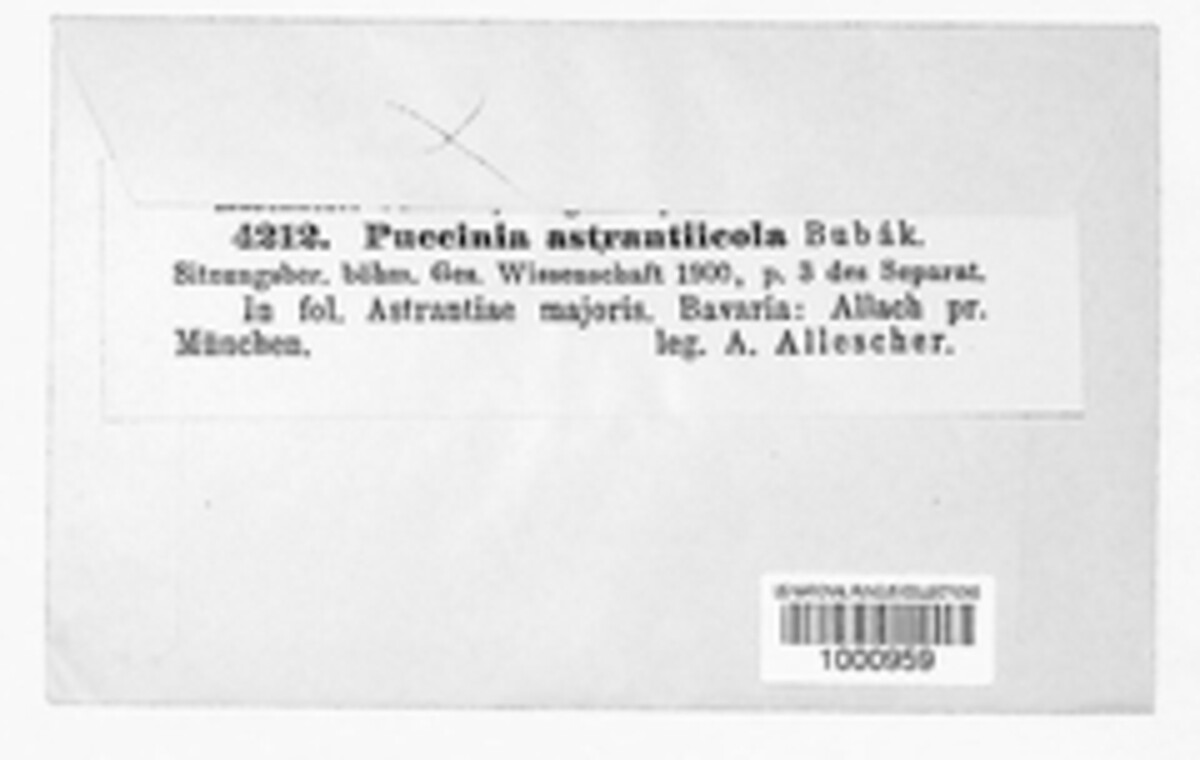 Puccinia astrantiicola image